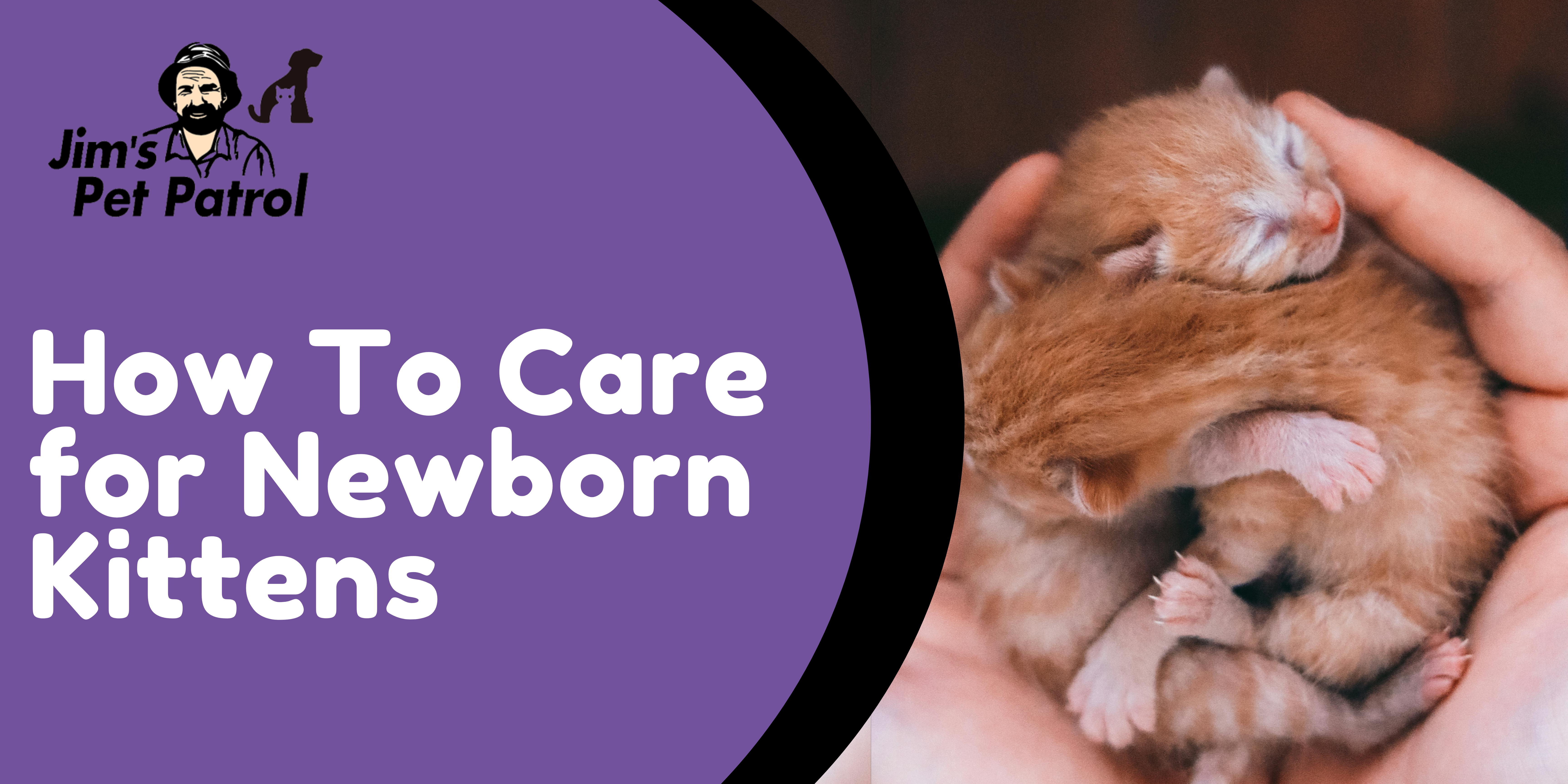 How To Care for Newborn Kittens