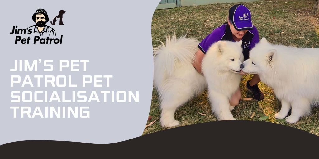 jim's pet patrol pet and dog socialization training