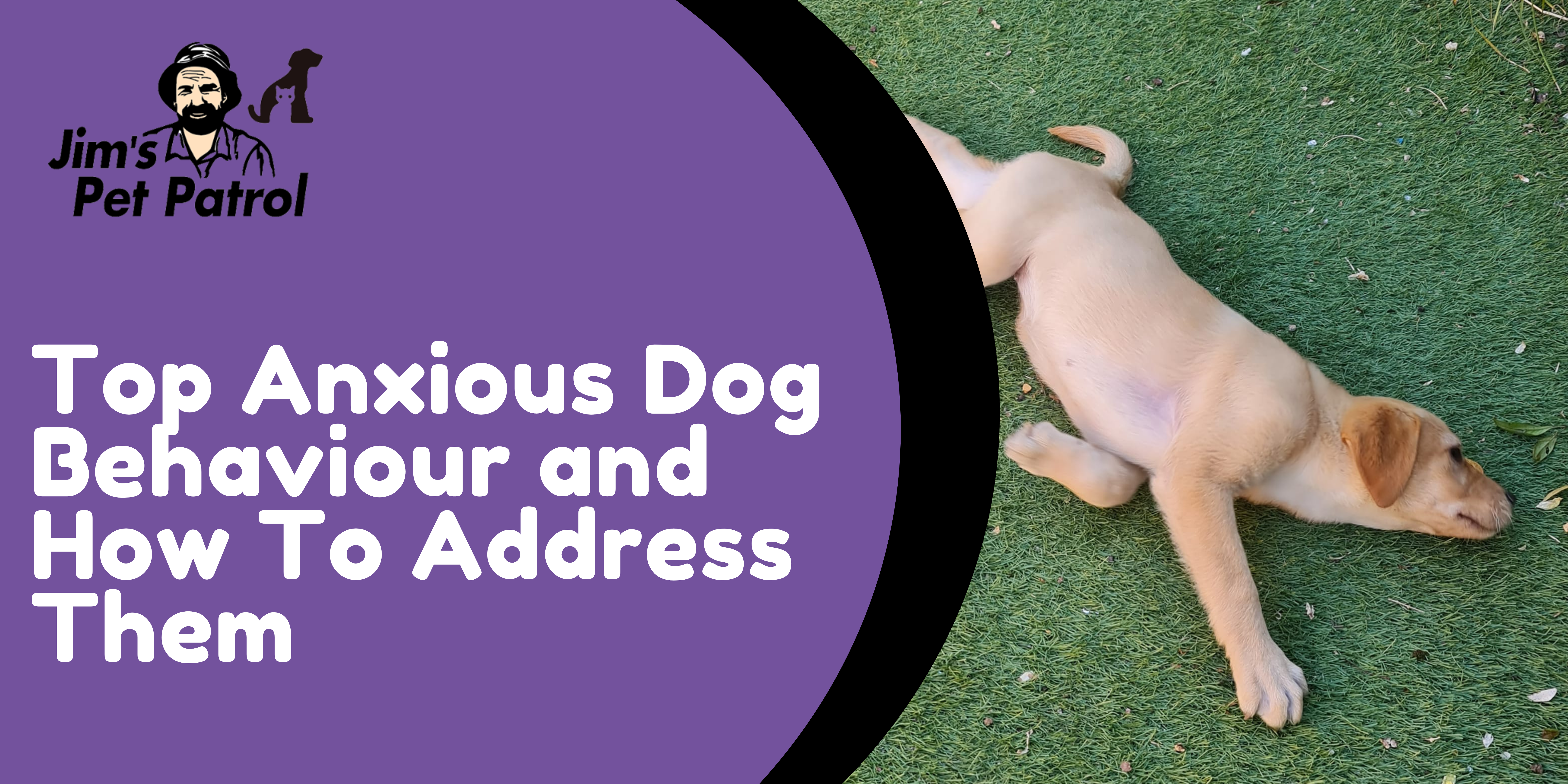 Top Anxious Dog Behaviour and How To Address Them