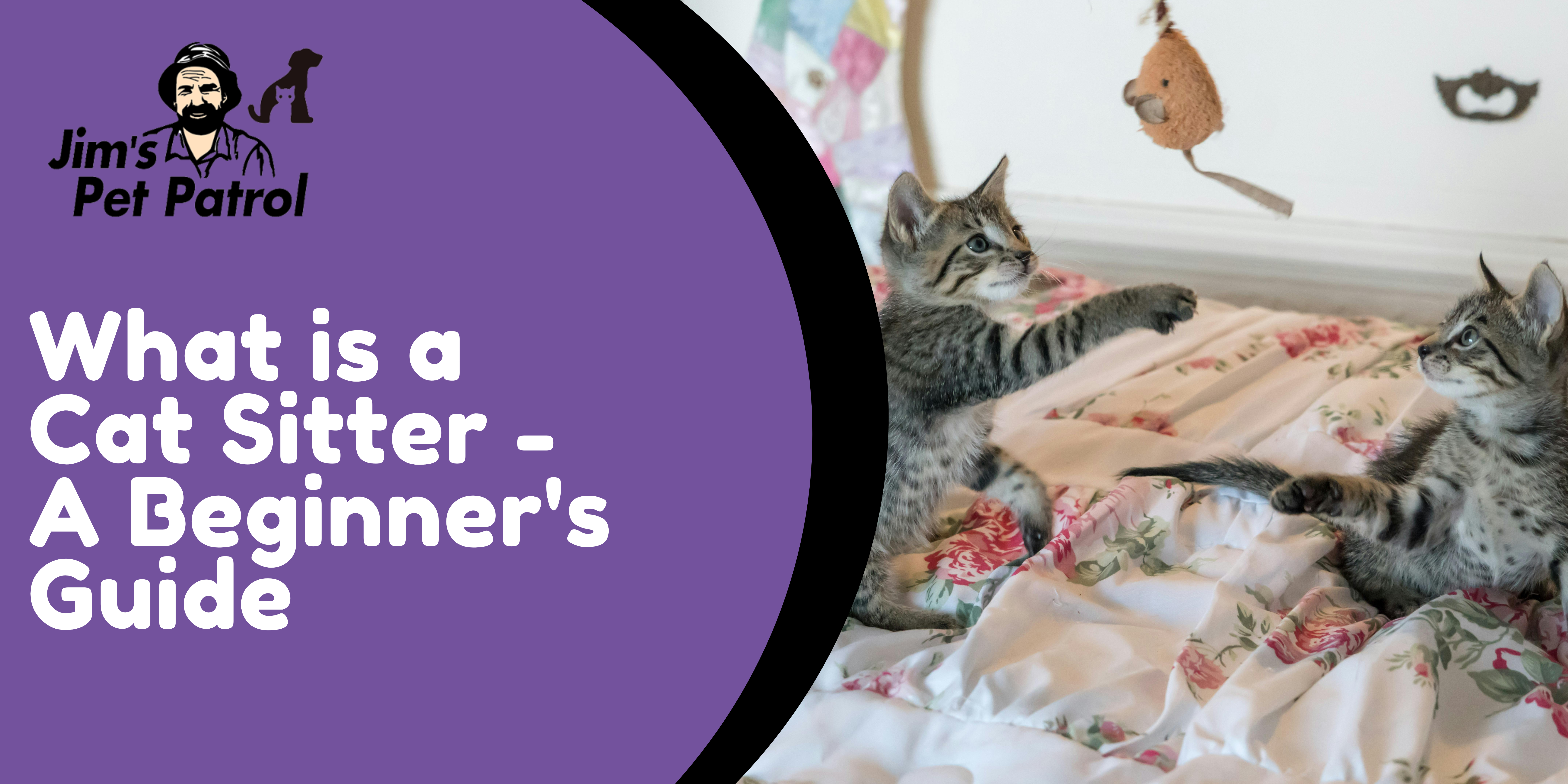What is a Cat Sitter – A Beginner’s Guide
