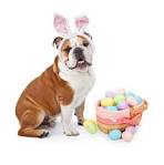 The Importance of Early Booking for Dog Grooming and Pet Services over Easter