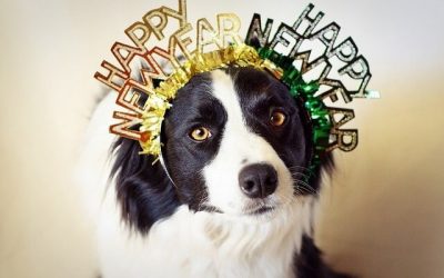 New Year’s Resolutions for Your Dog