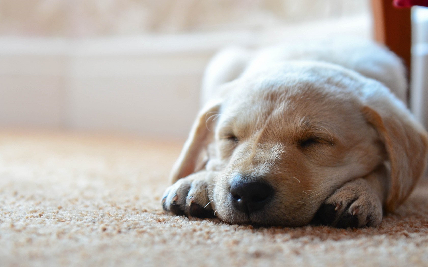 What Does Your Dog Dream About?